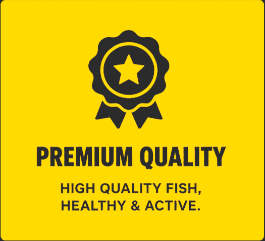 Premium quality — high quality fish, healthy and active