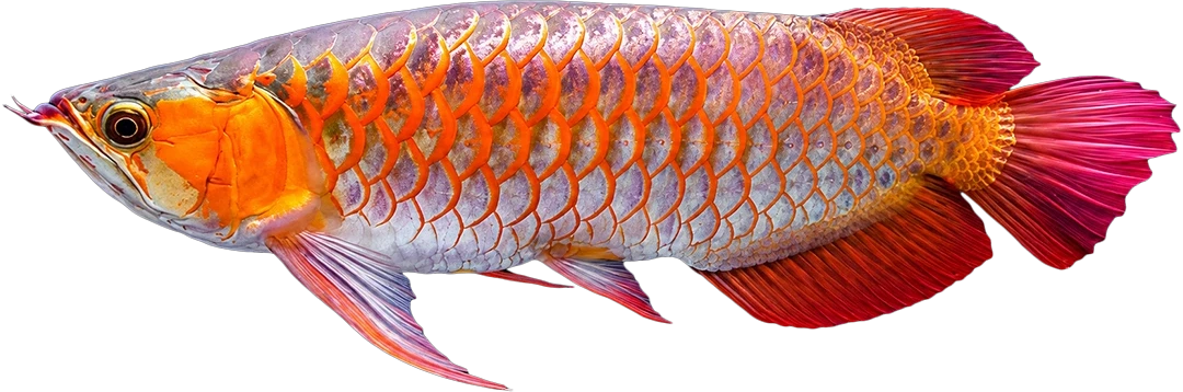 Arowana