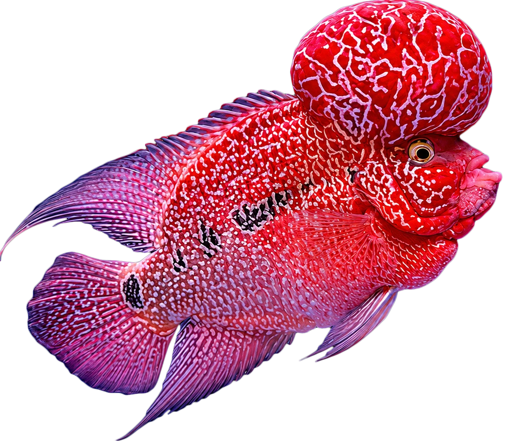 Flowerhorn