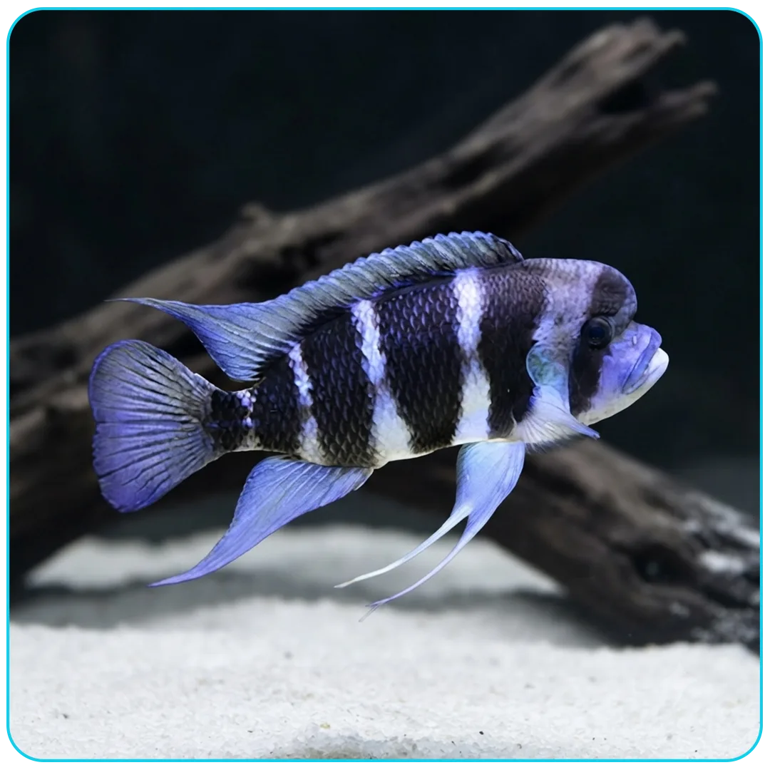 Frontosa Burundi